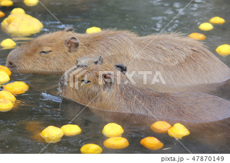 ゆず湯！カピバラ家族 47870149