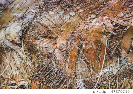 Surface of old trunk palm tree. Surface of old trunk palm tree. 47870210