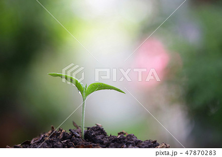 Young green plant growing 47870283