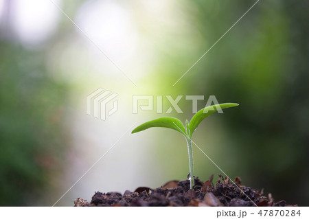 Young green plant growing 47870284
