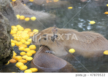 ゆず湯!カピバラの親子 ゆず湯!カピバラの親子 47870522