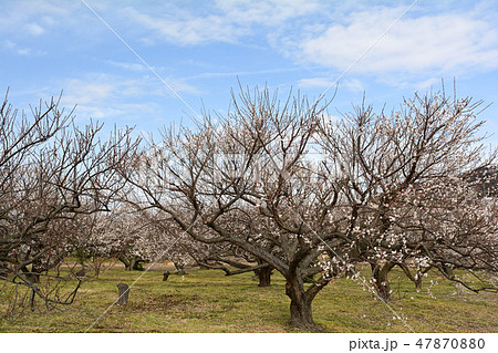 小田原・曽我梅林 小田原・曽我梅林 47870880