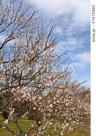 小田原・曽我梅林 小田原・曽我梅林 47870885