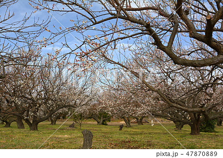 小田原・曽我梅林 47870889