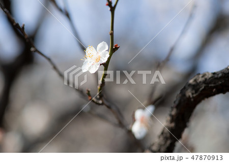 春の訪れ梅の花 47870913