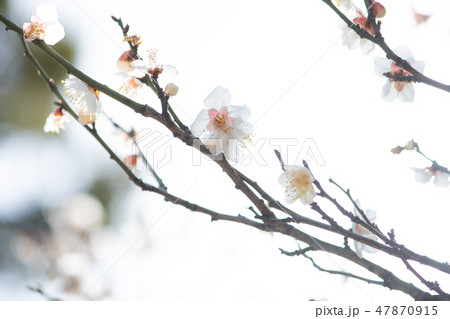 春の訪れ梅の花 47870915