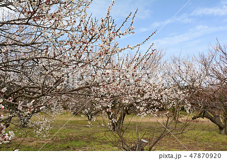 小田原・曽我梅林 小田原・曽我梅林 47870920