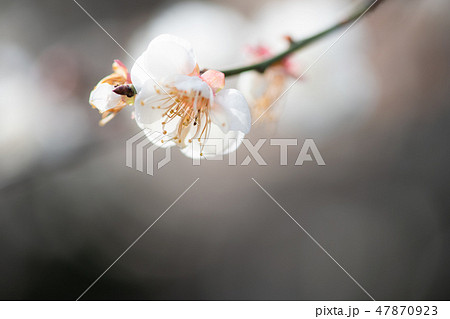 春の訪れ梅の花 春の訪れ梅の花 47870923