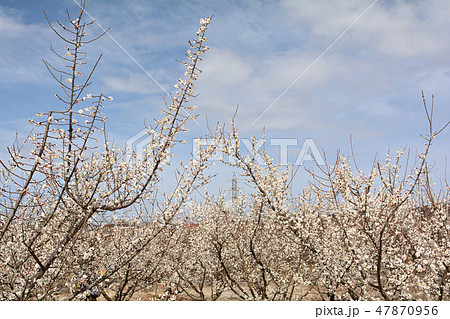 小田原・曽我梅林 小田原・曽我梅林 47870956