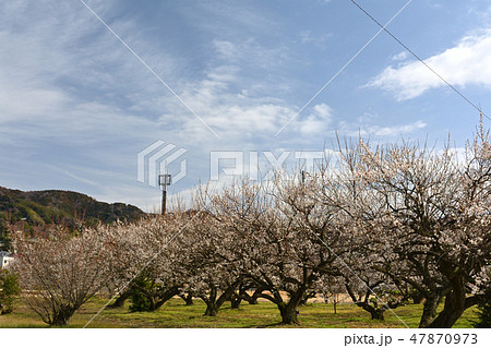 小田原・曽我梅林 小田原・曽我梅林 47870973