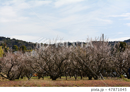 小田原・曽我梅林 47871045