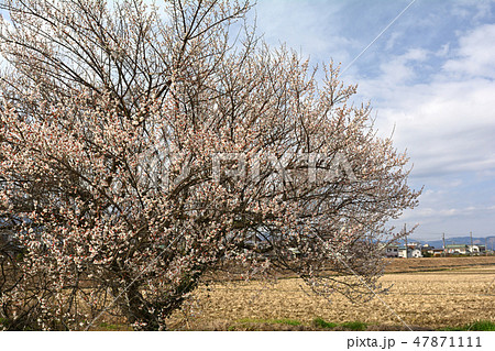 小田原・曽我梅林 小田原・曽我梅林 47871111