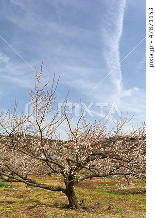 小田原・曽我梅林 小田原・曽我梅林 47871153