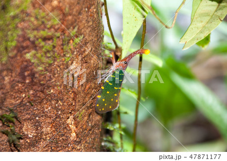 ボルネオ島　グヌン ムル国立公園　美しい昆虫 ビワハゴロモ 47871177