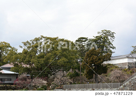 日本100名城・小田原城 日本100名城・小田原城 47871229