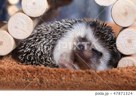 ハリネズミ 寝起き ハリネズミ 寝起き 47871324