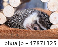 ハリネズミ　睡眠中 47871325