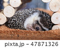 ハリネズミ　睡眠中 47871326