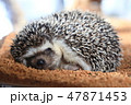 ハリネズミ　睡眠中 47871453