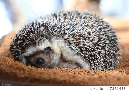 ハリネズミ 睡眠中 ハリネズミ 睡眠中 47871453