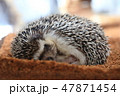 ハリネズミ　睡眠中 47871454