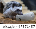 ハリネズミ　食事中 47871457