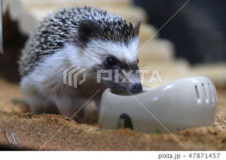 ハリネズミ 食事中 ハリネズミ 食事中 47871457
