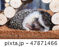 ハリネズミ　睡眠中 47871466