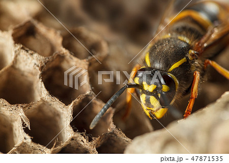 Wasp among honeycomb Wasp among honeycomb 47871535