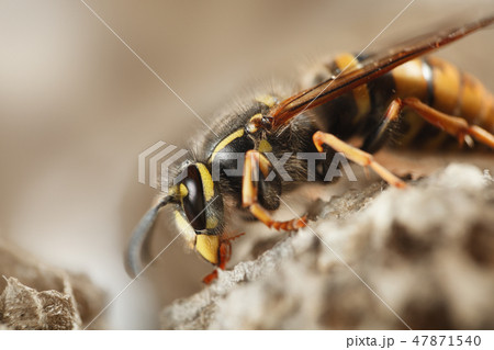 Paper wasp 47871540