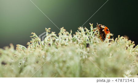 Ladybird walking on lichen 47871541