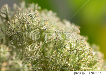 Macro of growing lichen 47871542