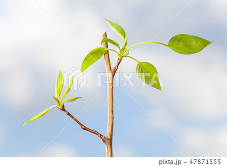 Fresh leaves on poplar tree twig 47871555
