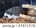 ハリネズミ　遊び中 47871578