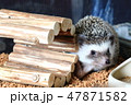 ハリネズミ　遊び中 47871582