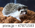 ハリネズミ　お散歩 47871583