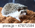 ハリネズミ　遊び中 47871584