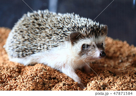 ハリネズミ 遊び中 ハリネズミ 遊び中 47871584