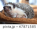 ハリネズミ　寝起き 47871585