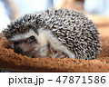 ハリネズミ　寝起き 47871586