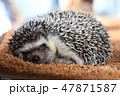 ハリネズミ　寝起き 47871587