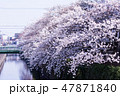 川面に向かって成長する桜 47871840