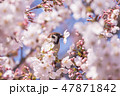 川面に向かって成長する桜 47871842