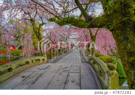 【静岡県】　三嶋大社　桜 47872281