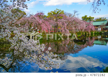 【静岡県】　三嶋大社　桜 47872282