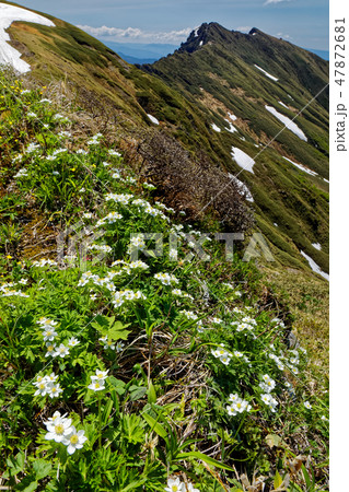 ハクサンイチゲ咲く上越国境稜線から谷川岳を望む 47872681
