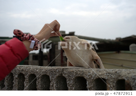 動物 動物学 ヤギ 47872911