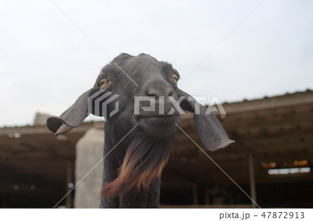 動物 動物学 ヤギ 47872913