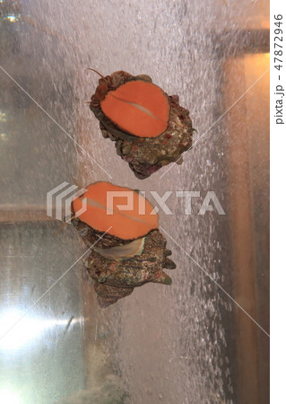 水槽を移動するサザエ 47872946