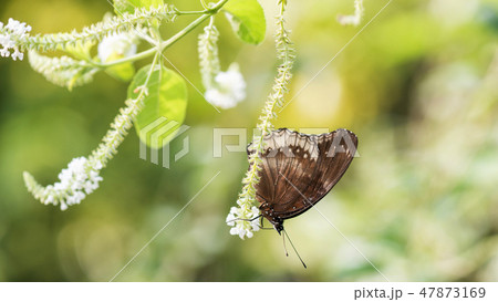 Black Eggfly butterfly on white flower Black Eggfly butterfly on white flower 47873169